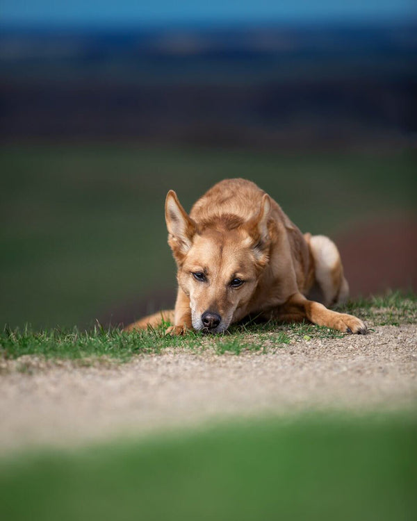 3 būdai sustiprinti šuns imunitetą (veterinaras pataria)